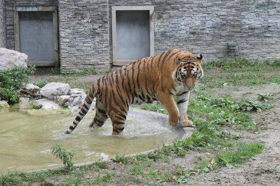Zoologischer Garten Krakau